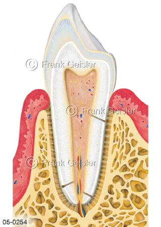 Anatomie Zahn, Schneidezahn mit Zahnwurzel