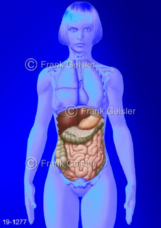 Medical-Art Organe Bauchraum Abdomen Verdauung