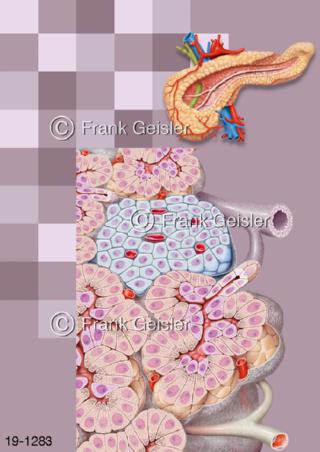 Medical-Art Bauchspeicheldrüse Pankreas