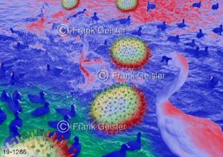 Medical-Art Infektiologie H5N1-Virus Vogelgrippe Wildvögel