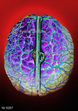  Medical-Art Kopf Gehirn Großhirn Blutgefäße