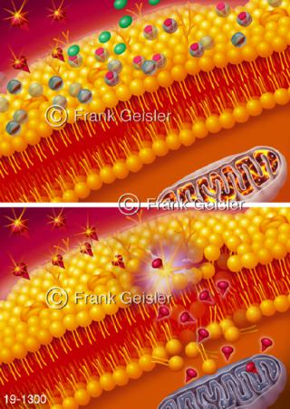 Medical-Art Zellwand Coenzym Q10 freie Radikale Zellmembran