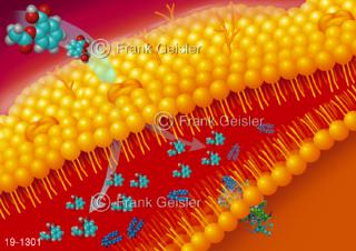 Medical-Art Aspirin ASS Schutz Zellwand Zellmembran Zelle