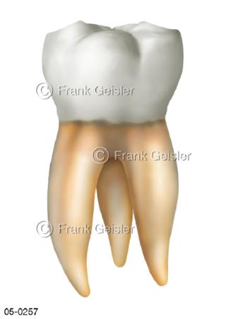 Anatomie Zahn, Mahlzahn Molar mit Wurzel