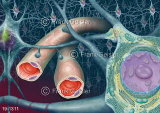 Medical-Art Hirnrinde Nervenzellen Gefäße Migräne