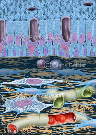 Medical-Art Bronchialschleimhaut Zellen Schleimhaut Bronchien