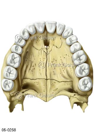 Skelett Kiefer, Zahnreihe beim Erwachsenen