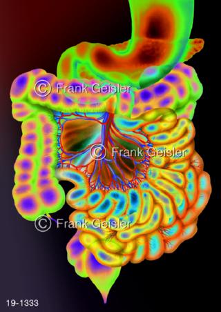 Medical-Art Magen-Darm-Trakt Verdauung