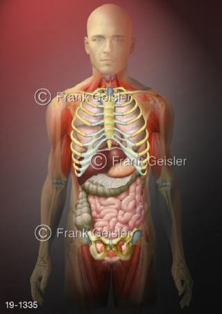 Medical-Art Anatomie Organe Mann