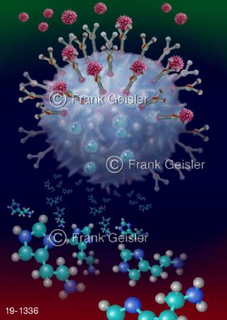 Medical-Art Allergen Botenstoff Histamin Mastzelle