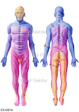 Dermatome, Hautareale der Nerveninnervation