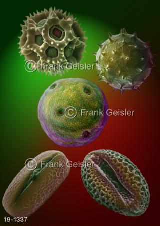 Medical-Art Allergene Pollen Allergie Pollenallergie