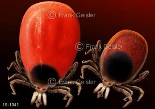 Medical-Art Zecken, Zeckenbiss Lyme-Borreliose FSME