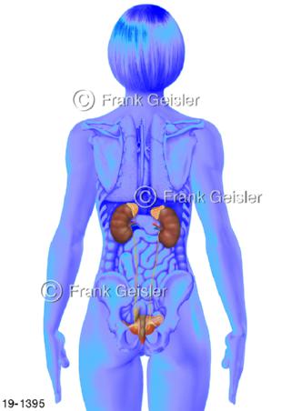 Medical-Art Nieren Urogenitaltrakt Organe Frau