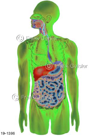 Medical-Art Organismus Verdauungstrakt Mann