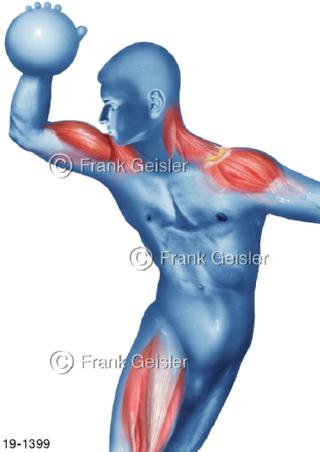 Medical-Art Bewegung Muskeln Handball