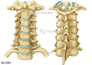 Wirbelkörper der Halswirbelsäule, Wirbel frontal und dorsal