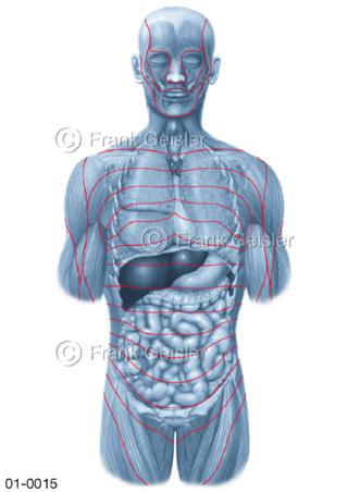 Organe und Dermatome des Menschen von frontal