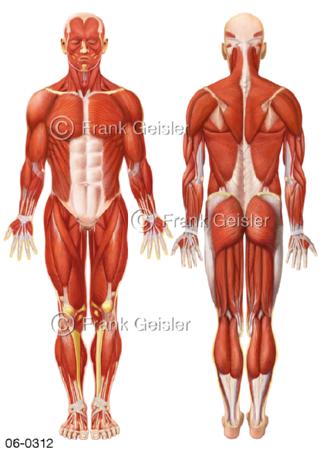 Muskelmann, Muskulatur frontal und dorsal
