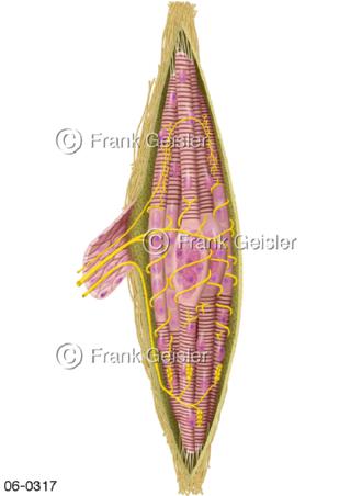  Muskulatur, Muskelspindel der Skelettmuskulatur