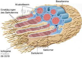 Muskulatur, Verbindung Sehnenbindegewebe Kollagen mit Muskelgewebe