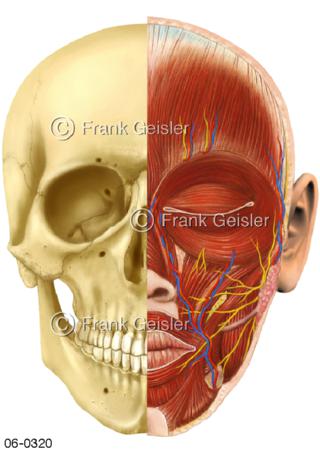Muskulatur Kopf, Gesicht Gesichtsschädel