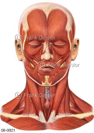Gesichtsmuskeln und Halsmuskeln frontal