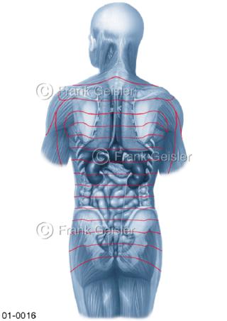 Organe und Dermatome des Menschen von dorsal