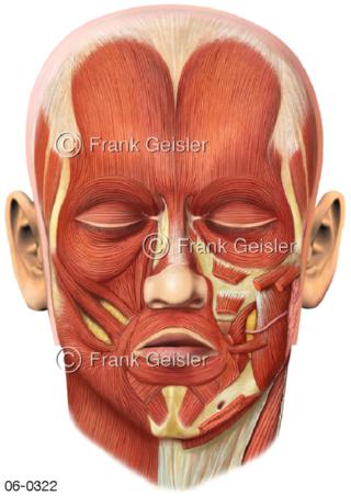 Gesichtsmuskeln, mimische Muskeln