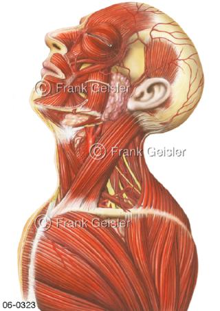 Muskulatur, Kopf Hals mit Muskeln lateral