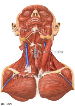 Muskulatur Kopf Hals Mundboden Brust