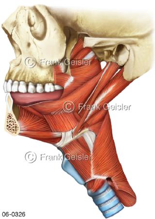 Muskulatur, Schluckmuskel Constrictor Rachenmuskulatur