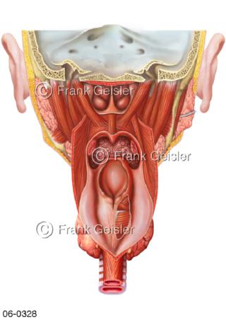 Muskulatur Pharynx, Rachen Rachenraum mit Kehlkopf