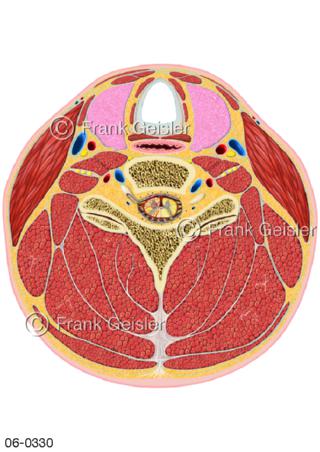 Muskulatur Hals, Halsquerschnitt Höhe Ringknorpel