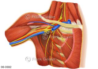 Muskulatur Achselhöhle, Muskeln Hals Schulter Brust von vorn