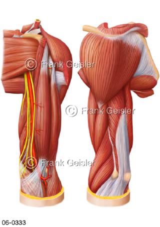 Muskulatur Oberarm Armmuskeln frontal dorsal