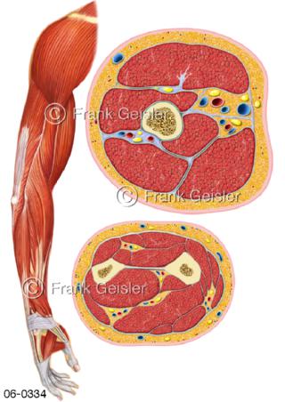 Muskeln Arm, Schnitt Oberarm Unterarm