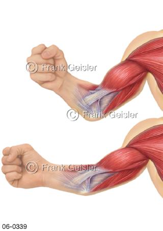 Bewegung Armmuskeln Bizeps Trizeps