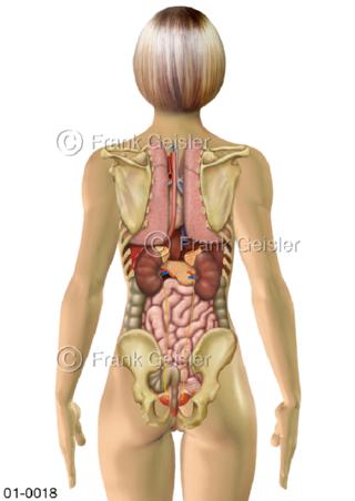 Übersicht innere Organe der Frau von dorsal