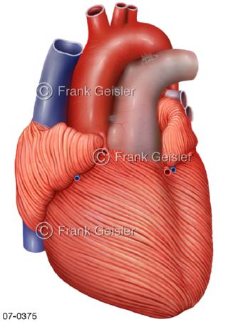 Herz, Muskel Herzmuskel Muskelfasern