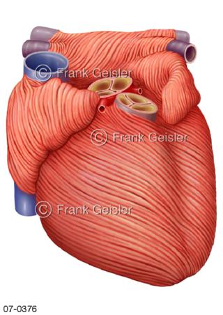 Herz, Herzmuskel mit Muskelverlauf