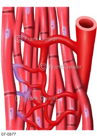 Gewebe Herzmuskel mit Muskelzellen