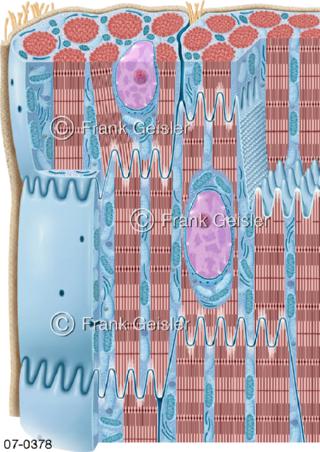 Herzmuskelzellen, Muskelzellen Herz
