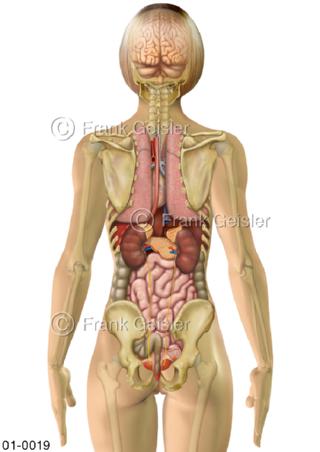 Übersicht innere Organe der Frau von dorsal