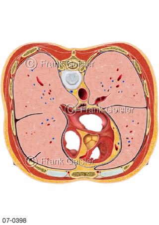 Herz Rumpfquerschnitt 7. Brustwirbel