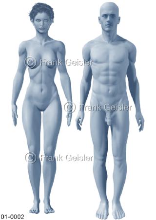 Anatomie Oberfläsche Körper Frau und Mann