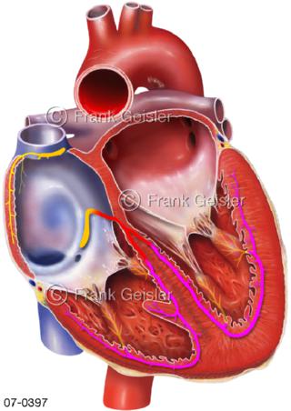 Erregungsleitungssystem Reizleitung Sinusknoten AV-Knoten His-Bündel Leitung Ventrikel