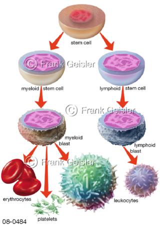 Blutstammzellen Blutzellen Blutkörperchen