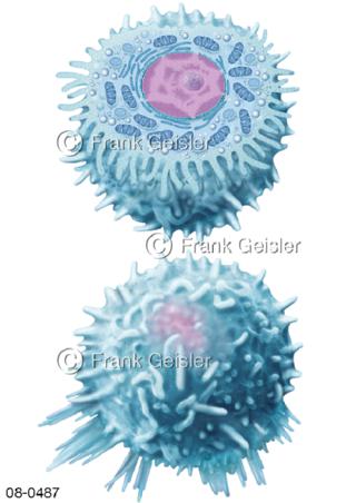 Blut Leukozyten, weiße Blutzellen Fresszelle