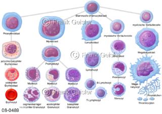 Knochenmark, Schema Entwicklung Blutzellen aus Stammzellen